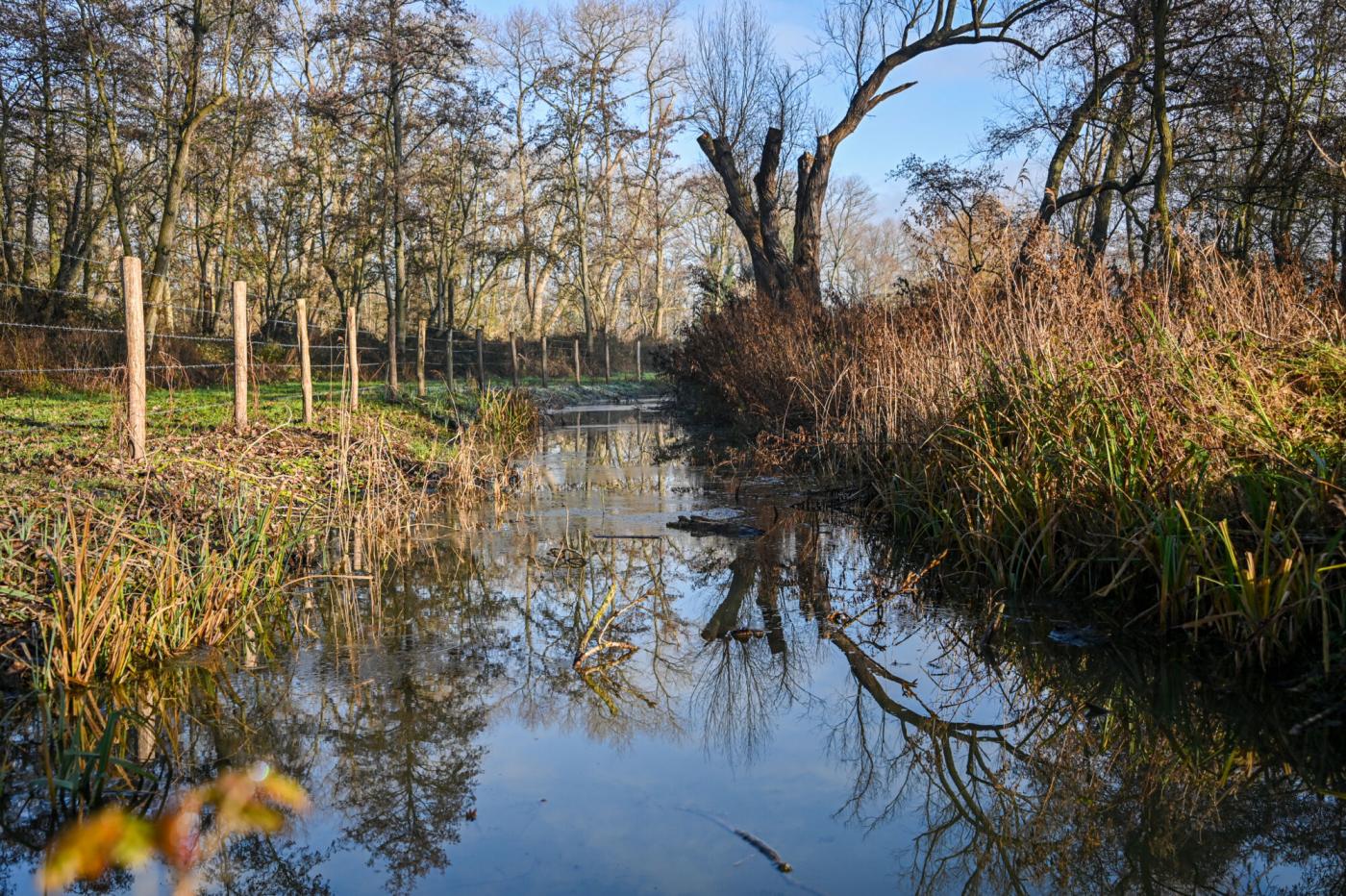 Hannecartbos Oostduinkerke