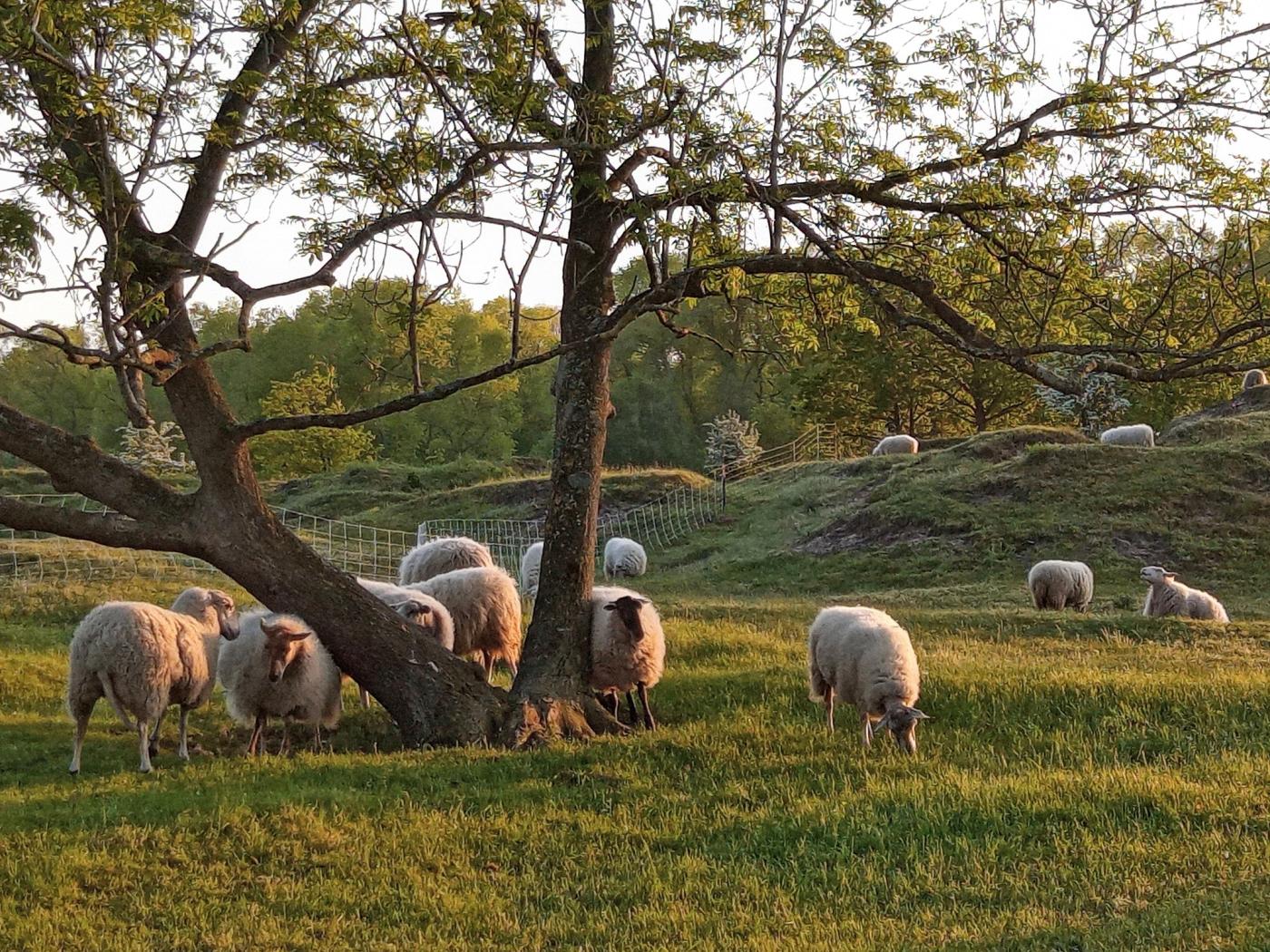 Houtsaegerduinen en Kerkepannebos