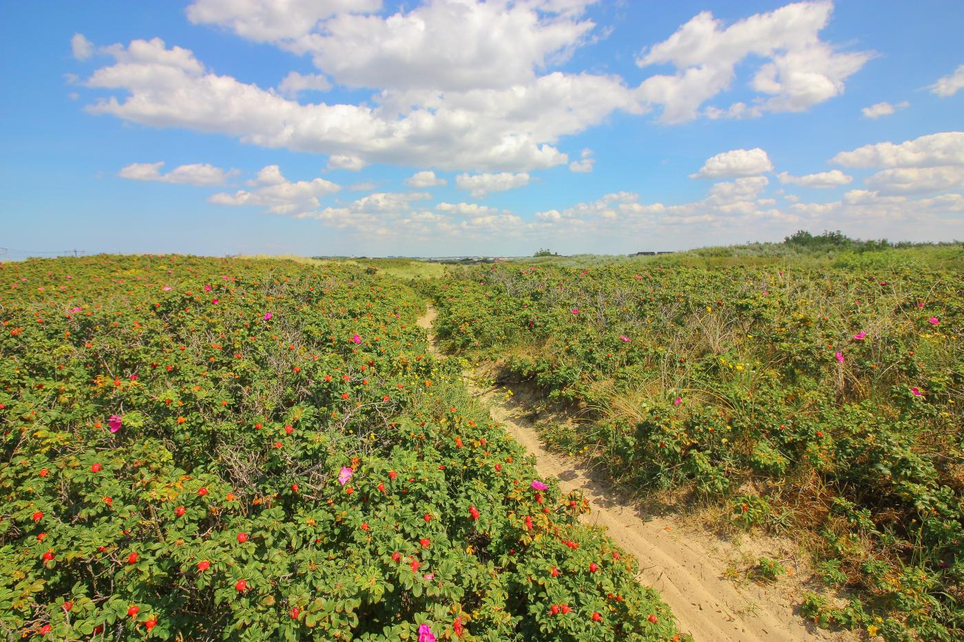 Woekerplanten Duinen