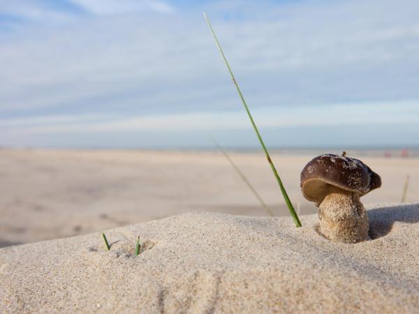 Paddenstoel op het strand