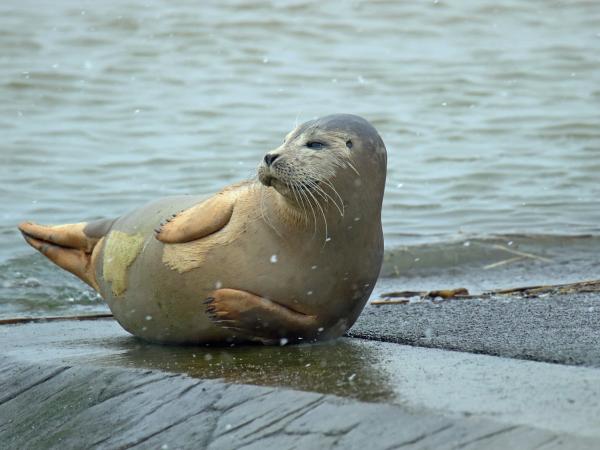 Zeehond