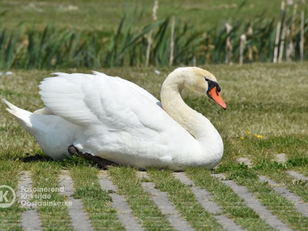 Zwaan Koksijde Golf ter Hille